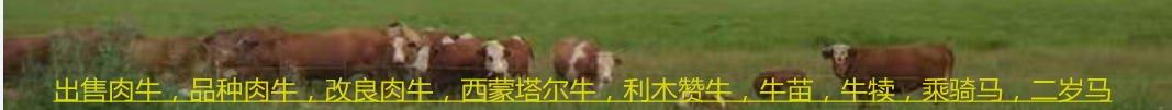 ƷNţ٣ţ